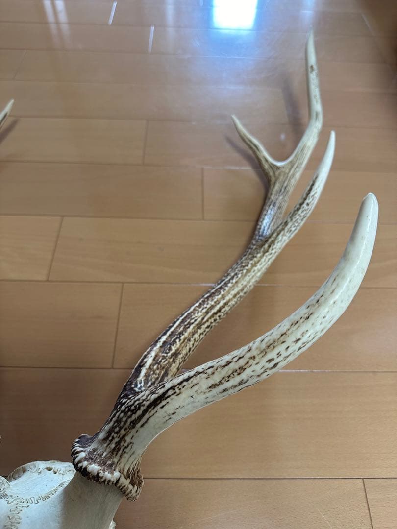 貴重!!北海道産【日本エゾシカの角】頭蓋骨