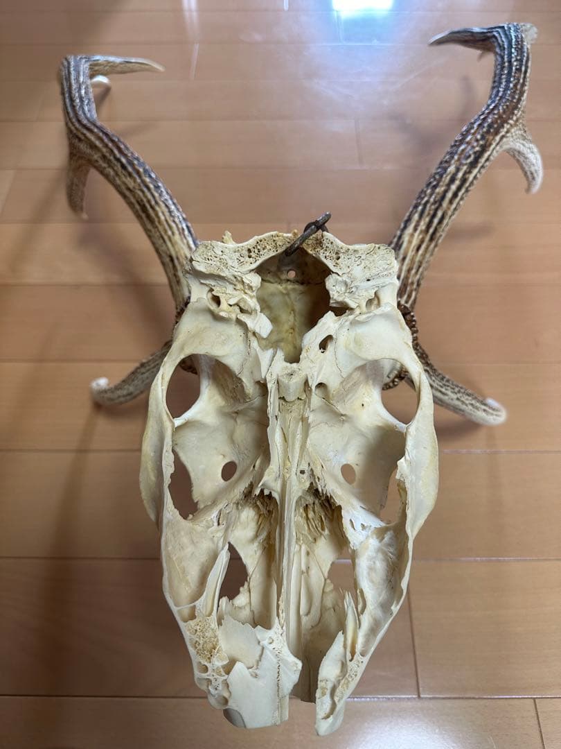 貴重!!北海道産【日本エゾシカの角】頭蓋骨