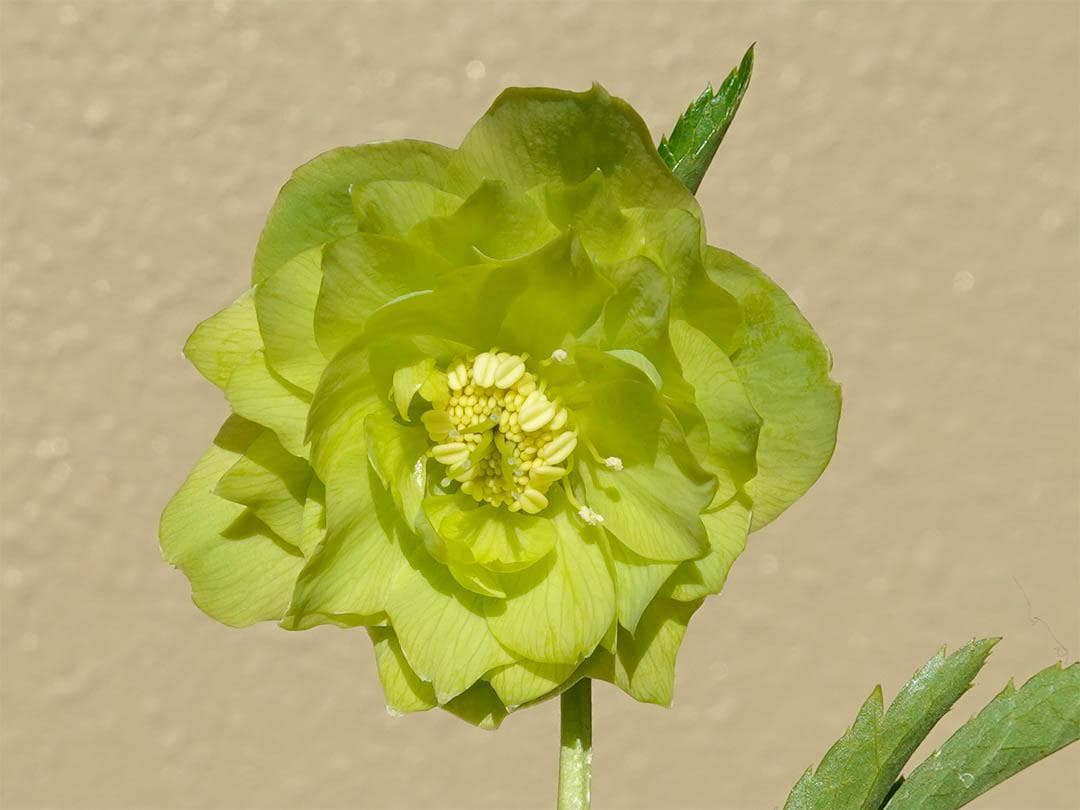 クリスマスローズ dd グロス系グリーン フレグランス