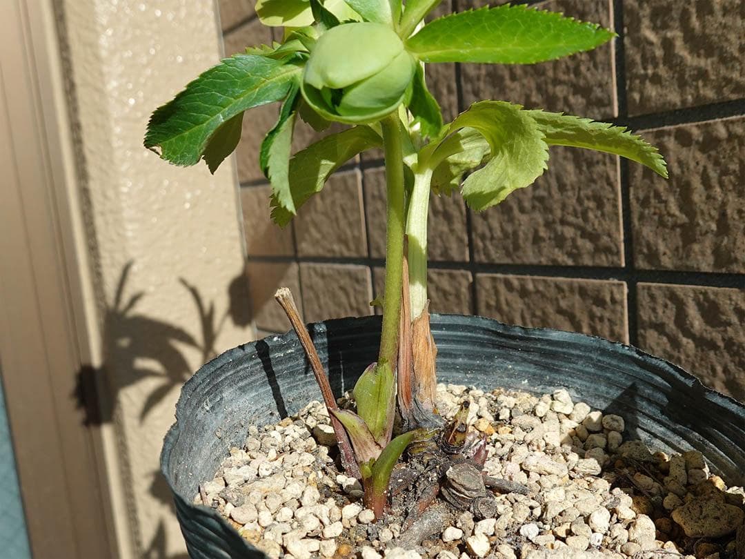 クリスマスローズ dd グロス系グリーン フレグランス