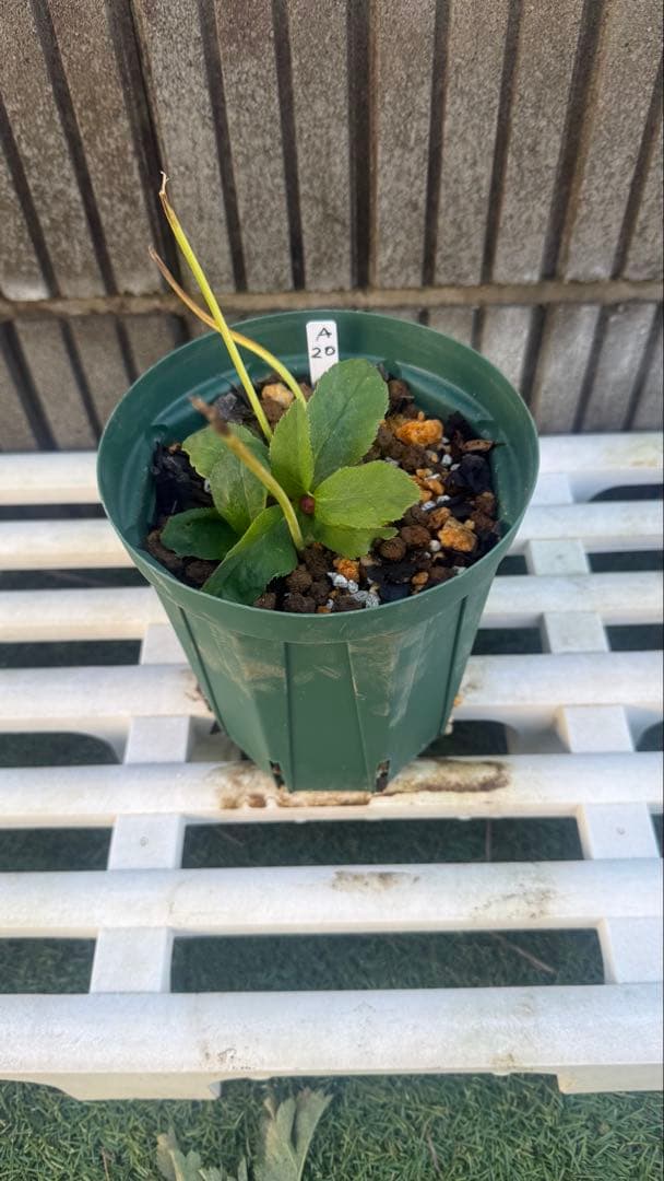 こ*ん様 メビウスのようなセミダブル　加藤農園　株分苗