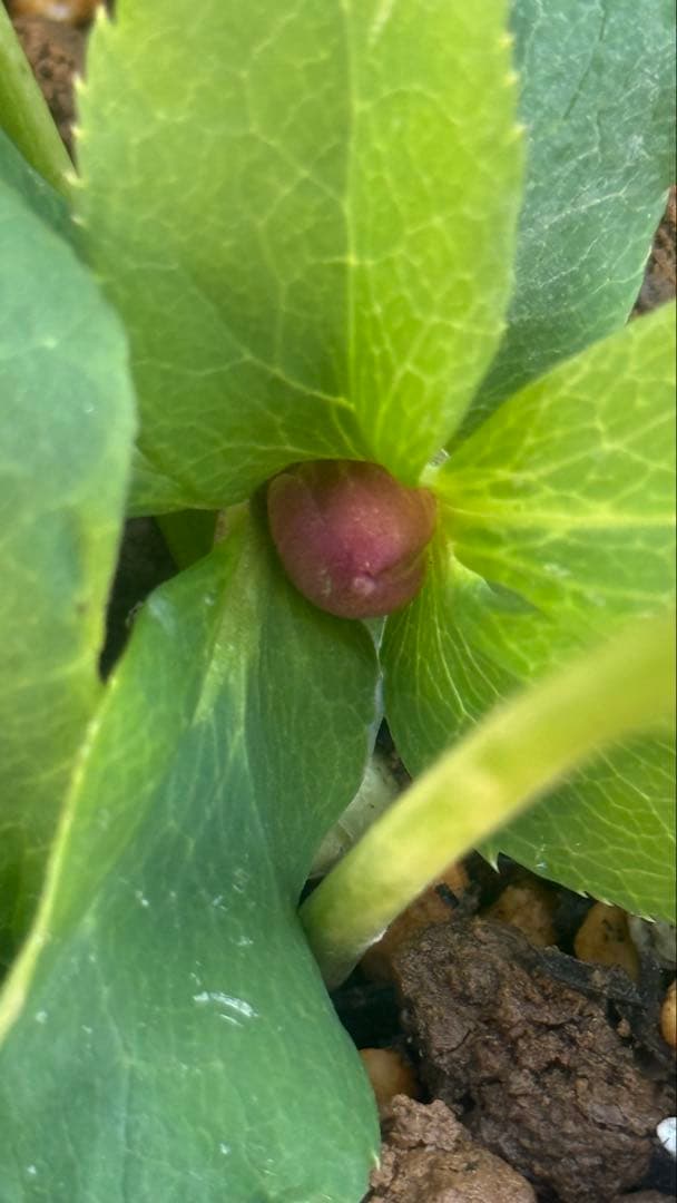 こ*ん様 メビウスのようなセミダブル　加藤農園　株分苗