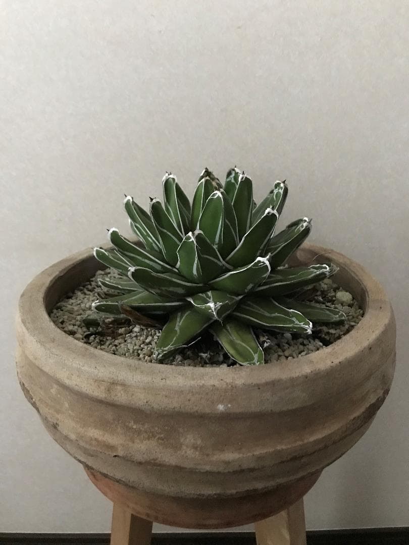 【鉢植え32cm★姫笹の雪】アガベ・ビクトリアエ・レギナエ（現物）