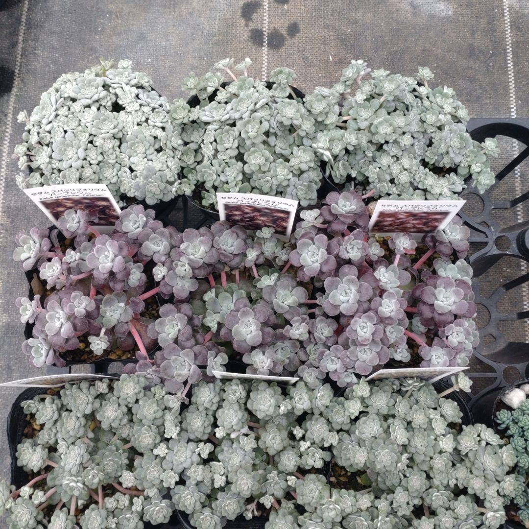 小林優花さん専用