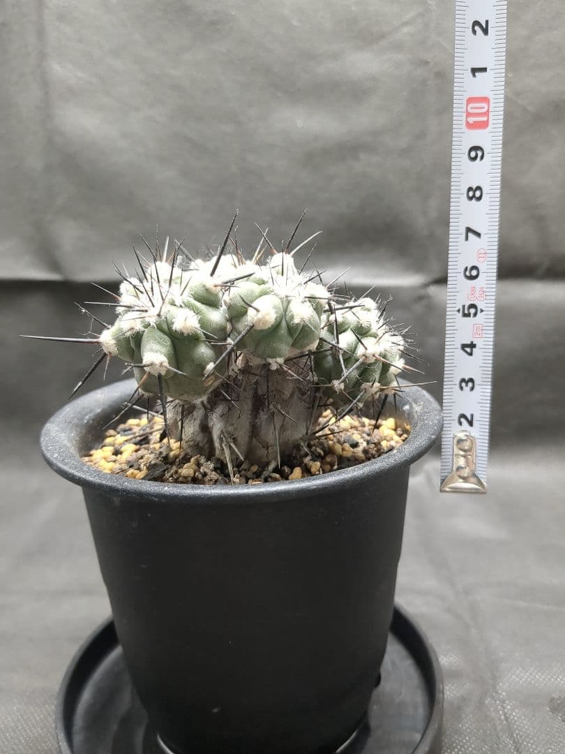 Copiapoa　コピアポア カリザレンシス　黒閃玉　現地球　群生　貴重
