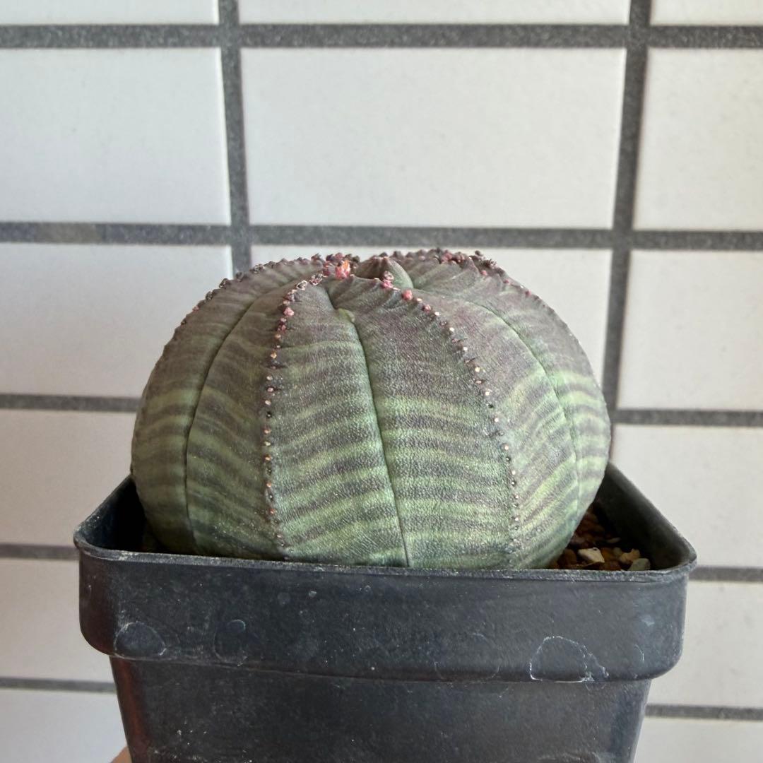 よ*！様 ② ユーフォルビア オベサ 実生選抜 モンスト 稜乱れ