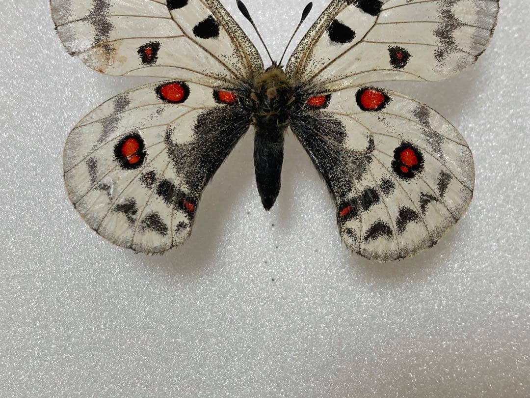 【大型】パルナシウス・ジャクモンティ （1オス・アフガニスタン産）