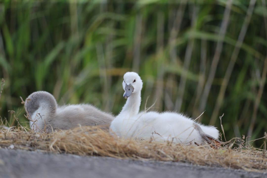 Canon 1dx markiiカズ