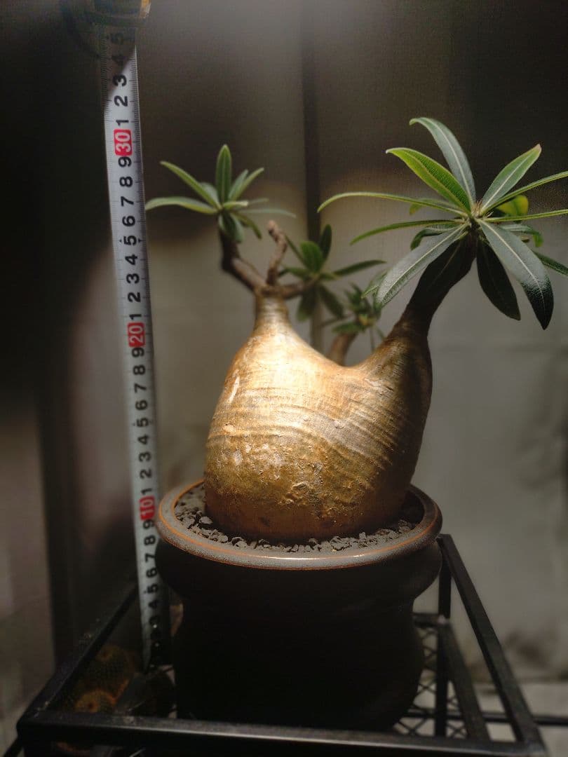 【作家鉢付き】発根済みグラキリス　現地球　 2年育成株　LED屋内管理