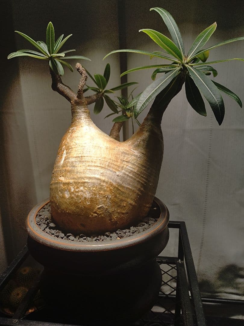 【作家鉢付き】発根済みグラキリス　現地球　 2年育成株　LED屋内管理