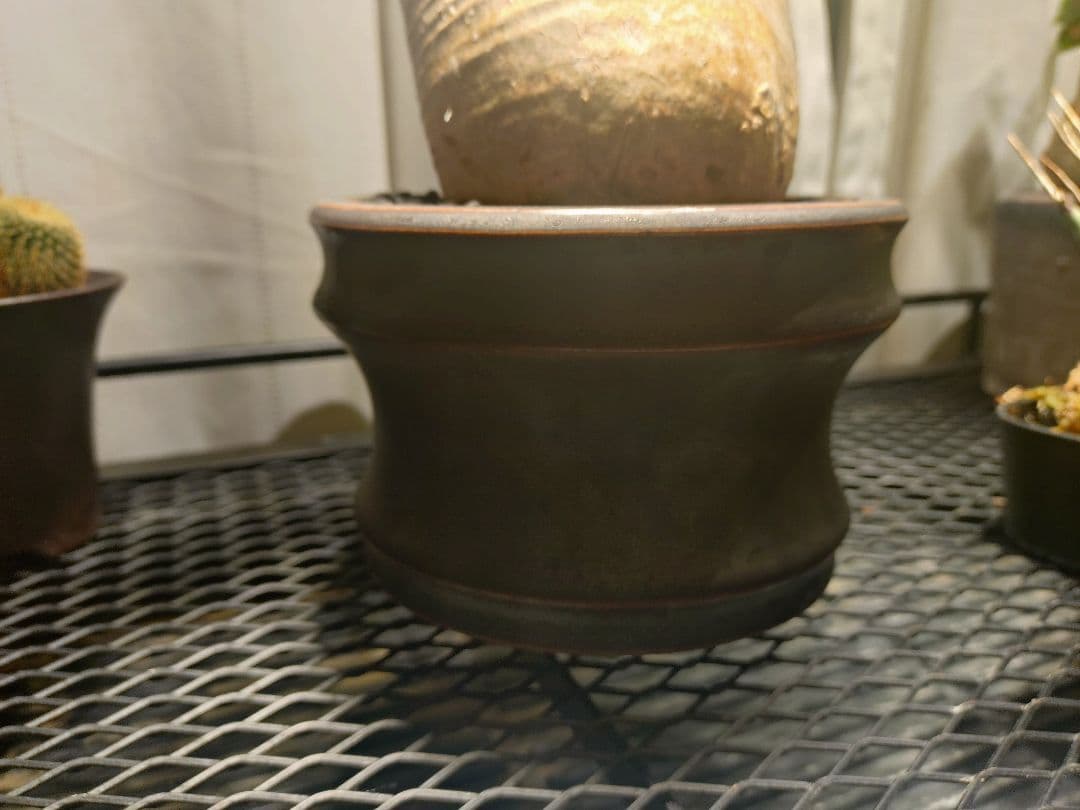 【作家鉢付き】発根済みグラキリス　現地球　 2年育成株　LED屋内管理