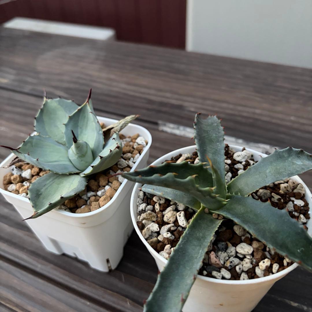 アガベ　ジェントリージョーズ　パリー吉祥天錦　セット