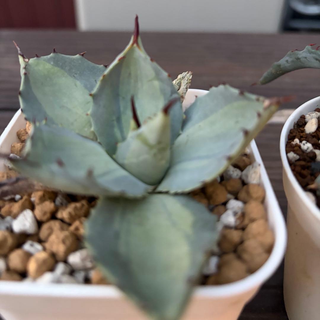 アガベ　ジェントリージョーズ　パリー吉祥天錦　セット