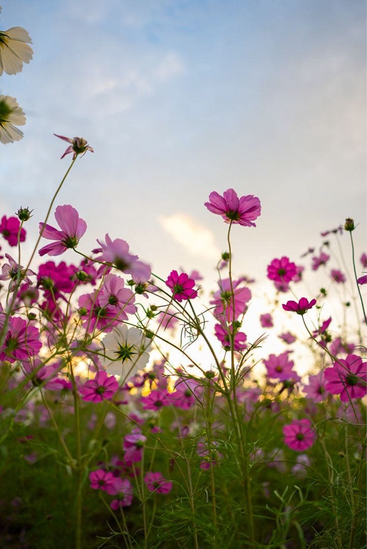 Moo［保護レンズ付き］SONY E 15mm F1.4 G レンズ