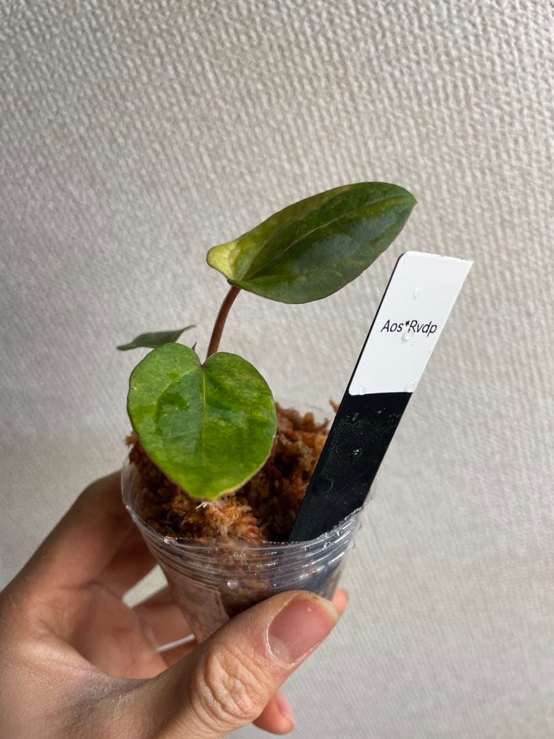 R*0様 Anthurium AOS✖️RVDP斑入り