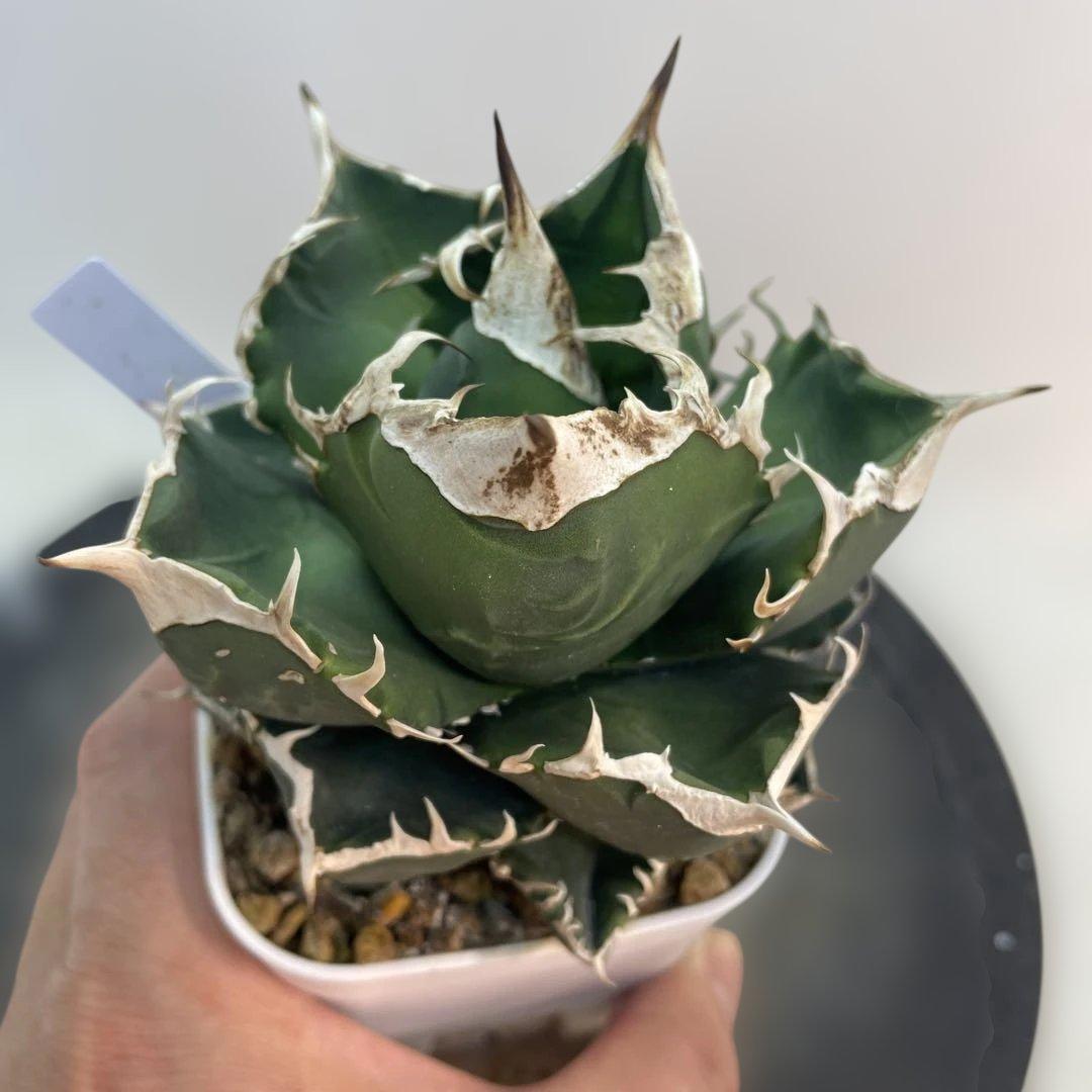 アガベ チタノタ　南アフリカダイヤモンド　SAD ミニ　特選コンパクト　OC株