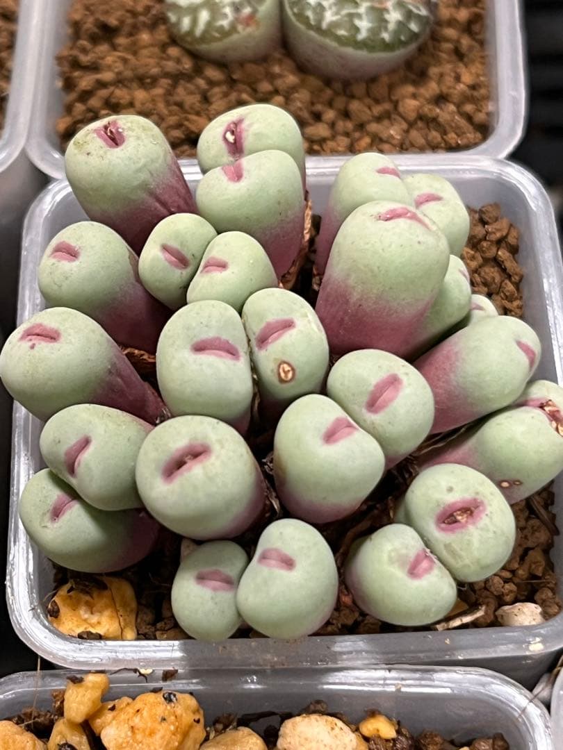 コノフィツム　pageae 群生株　大きめ