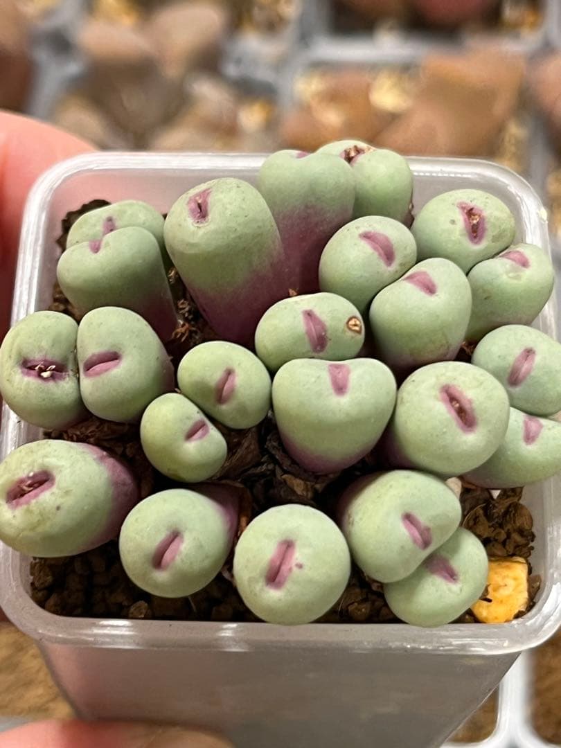 コノフィツム　pageae 群生株　大きめ