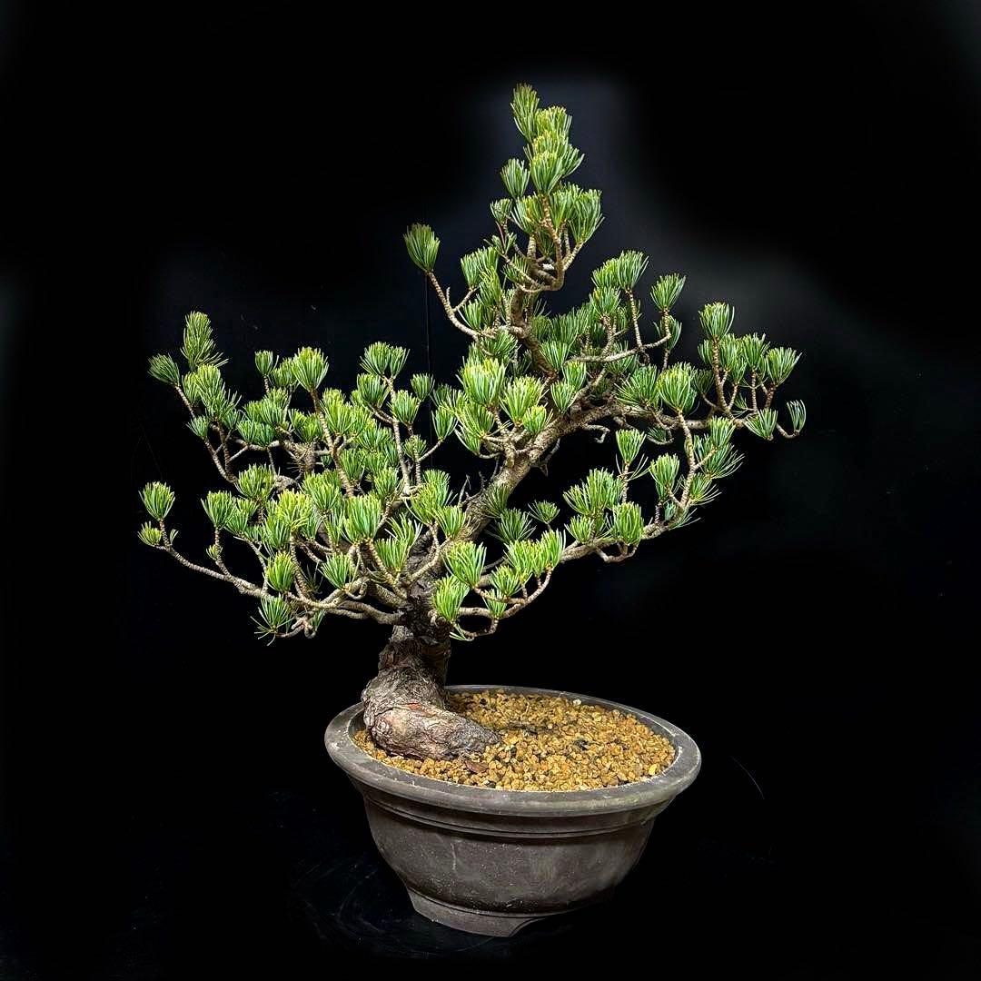 五葉松『盆栽風』