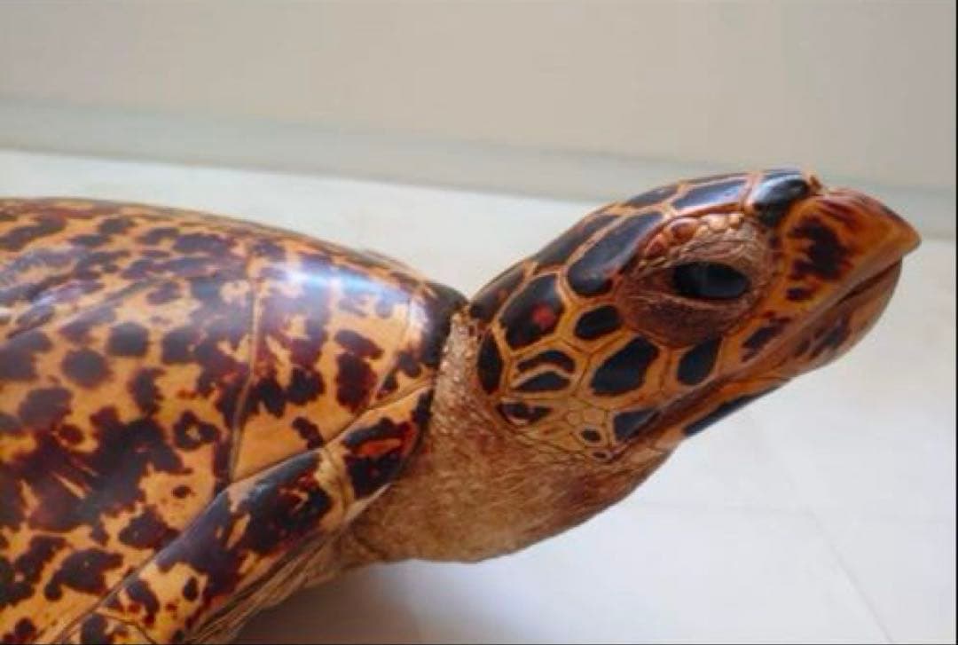 タイマイ 鼈甲 剥製②