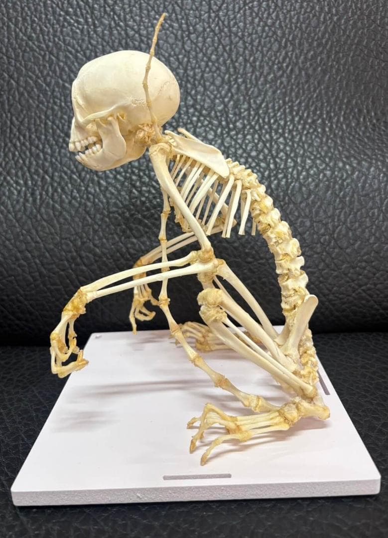 カニクイザル（幼獣）の全身骨格標本　※クリアーケース付