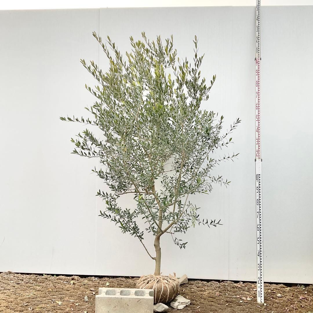 オリーブの木　ネバディロブランコ/ 991