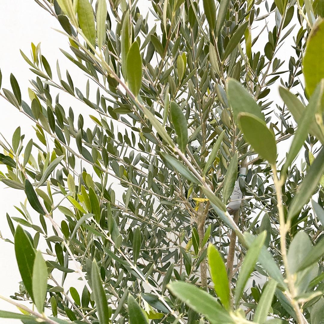 オリーブの木　ネバディロブランコ/ 991