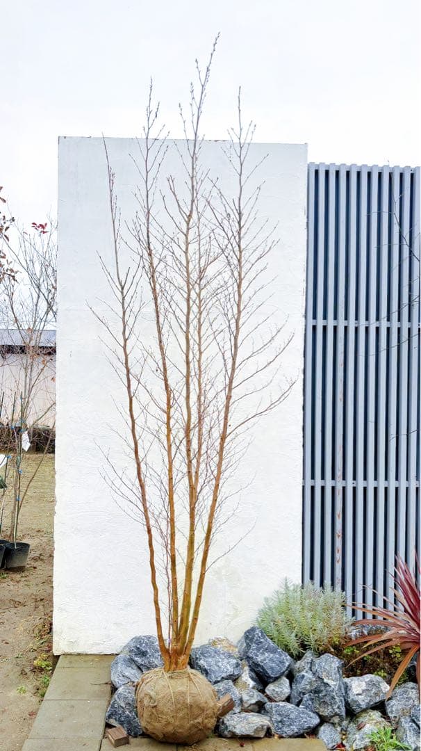 絶品黄金幹。ヒメシャラ切り戻し本株立ち2.8M(鉢底から)品番A