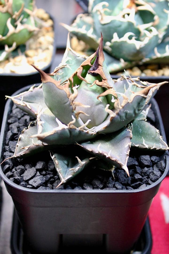 アガベ・チタノタ【シャークソウイ】 〝仙台PLANTISTIC！産〟