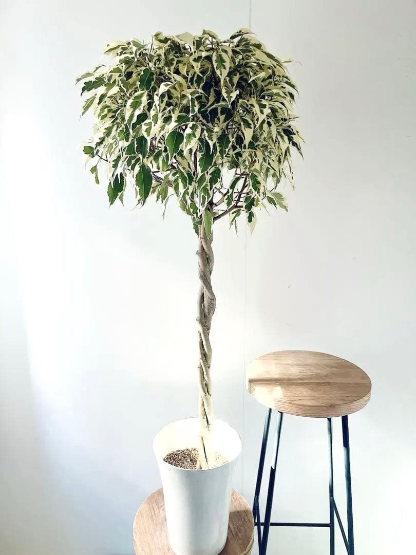 【登録品種】希少 フィカス ベンジャミン スターライト ビュティークイーン 観葉