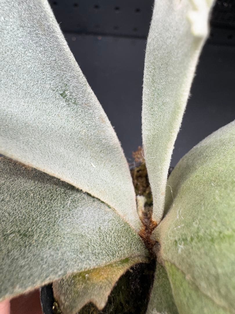 【平凡之鹿】ビカクシダ YMDS Totoro HHRナーセリータグ付け#075