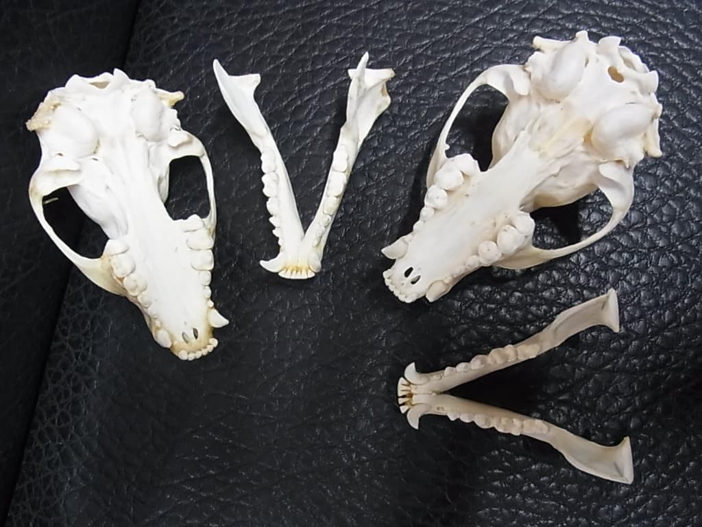 アメリカ産　アライグマ（ラクーン）頭骨