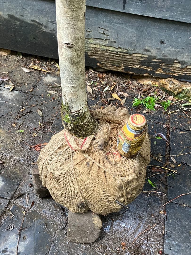 山採り　マンサク　特大