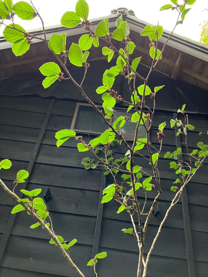 山採り　マンサク　特大