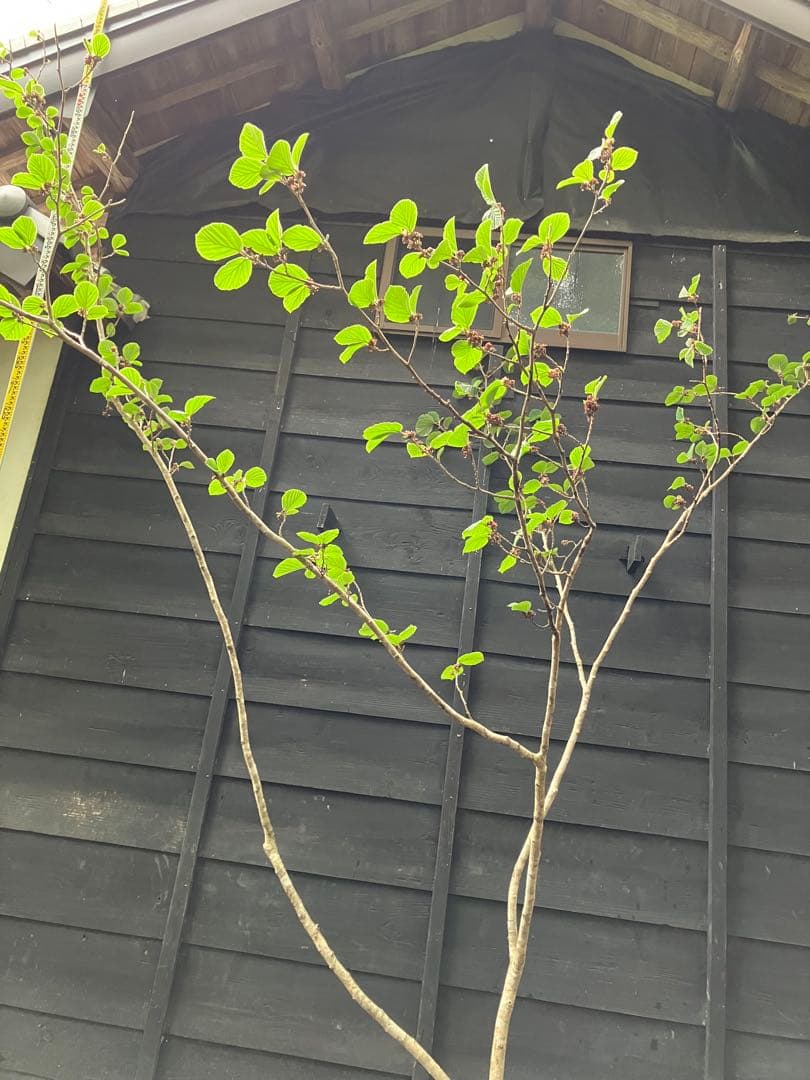 山採り　マンサク　特大