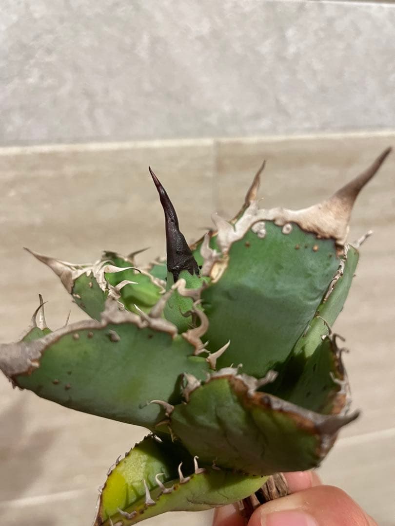 アガベ チタノタ ブツブツ系