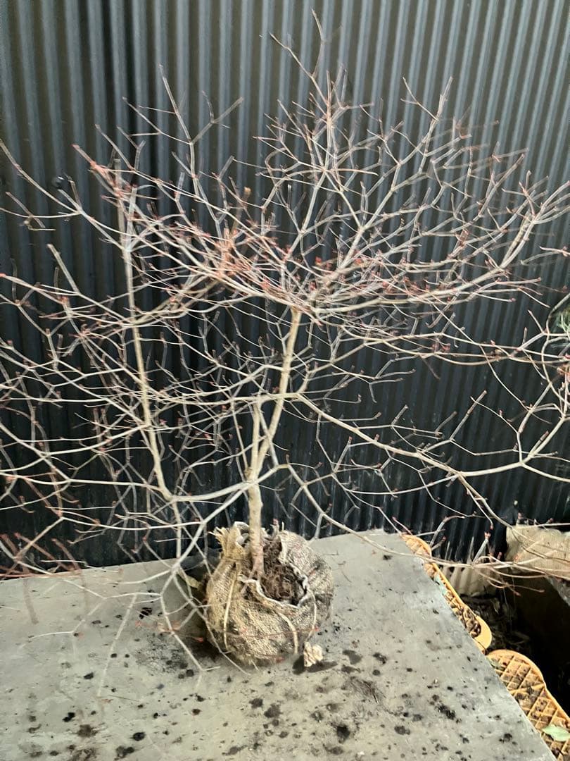 山採り　ドウダンツツジ　w