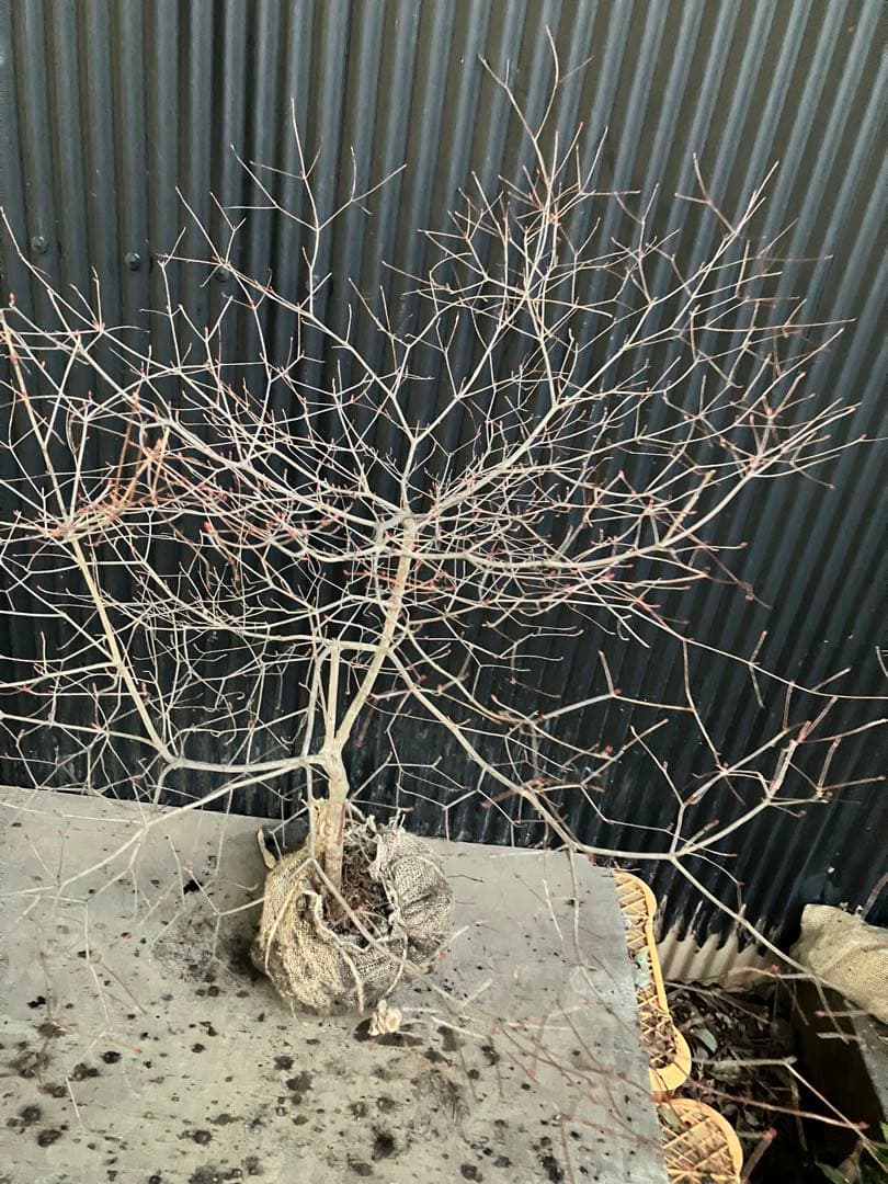 山採り　ドウダンツツジ　w