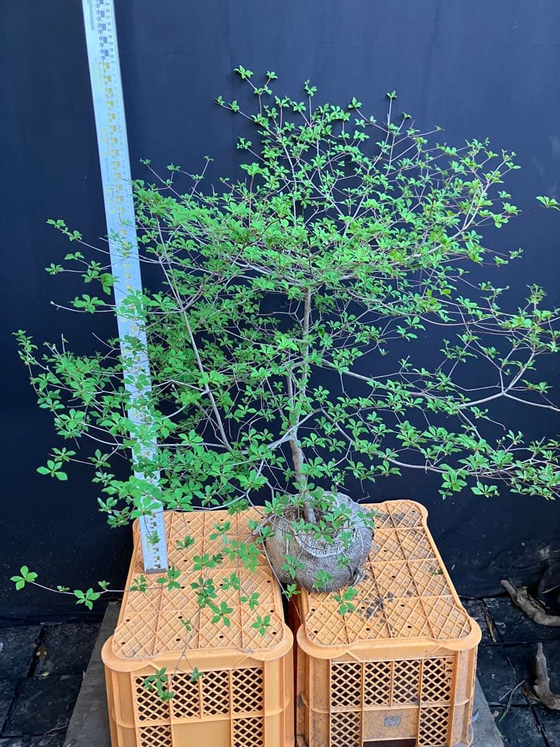 山採り　ドウダンツツジ　w