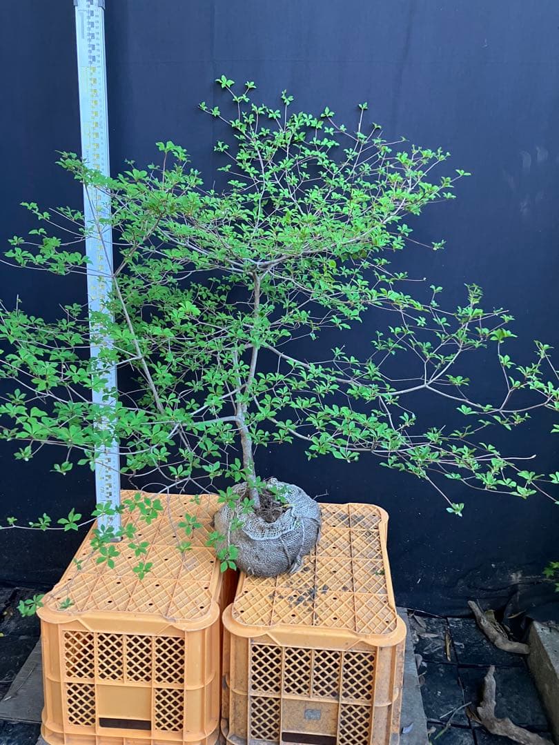 山採り　ドウダンツツジ　w