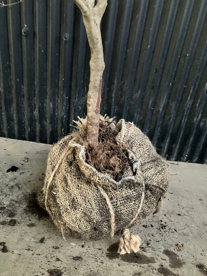 山採り　ドウダンツツジ　w