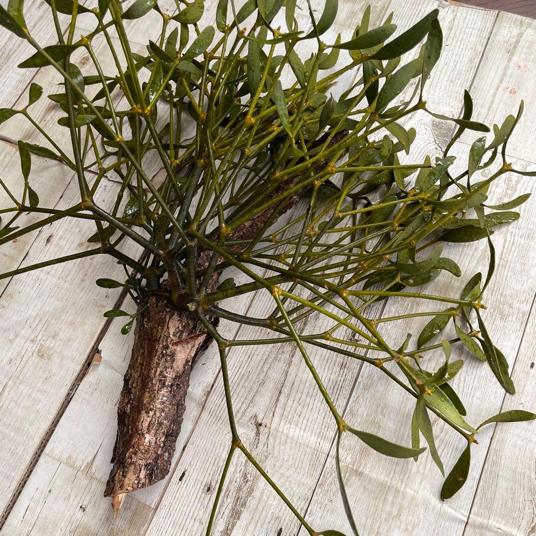 北海道ヤドリギ　フライングリース　宿木　合格祈願　縁起物　No.7希少　オス