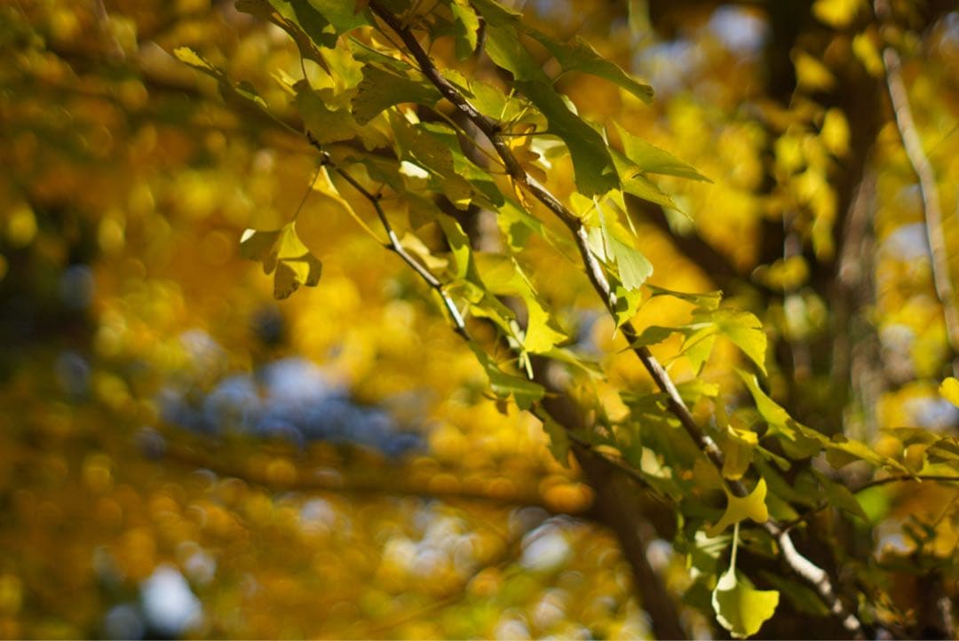 PENTAX SP SMC TAKUMAR 55mm F1.8 動作確認済み