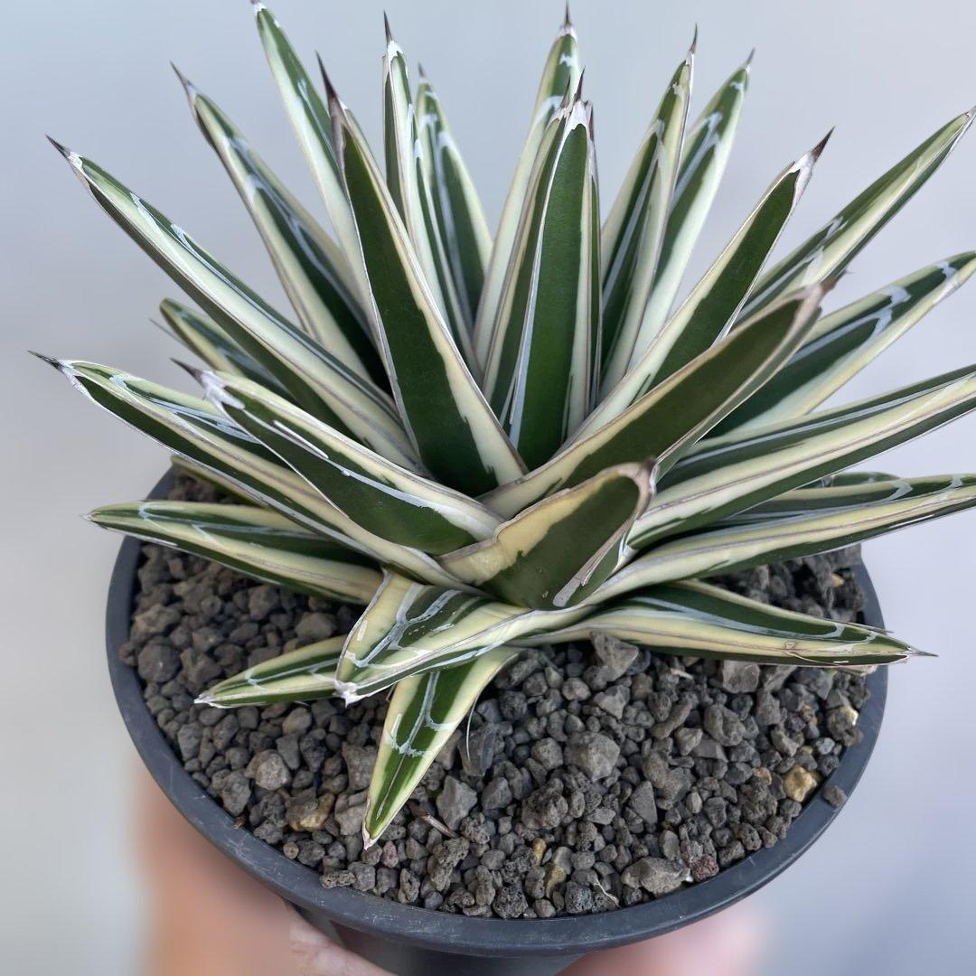 アガベ　氷山　大株