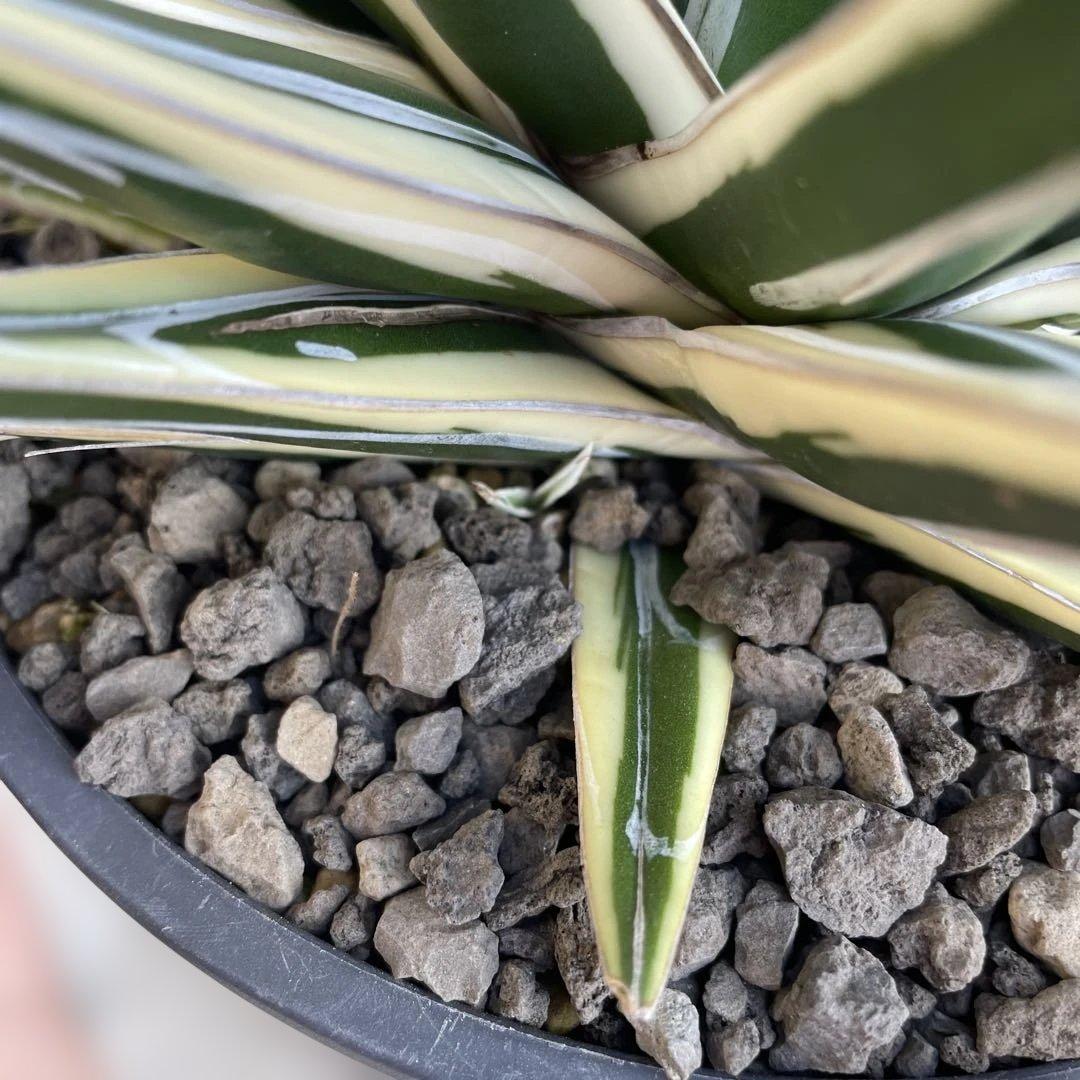 アガベ　氷山　大株