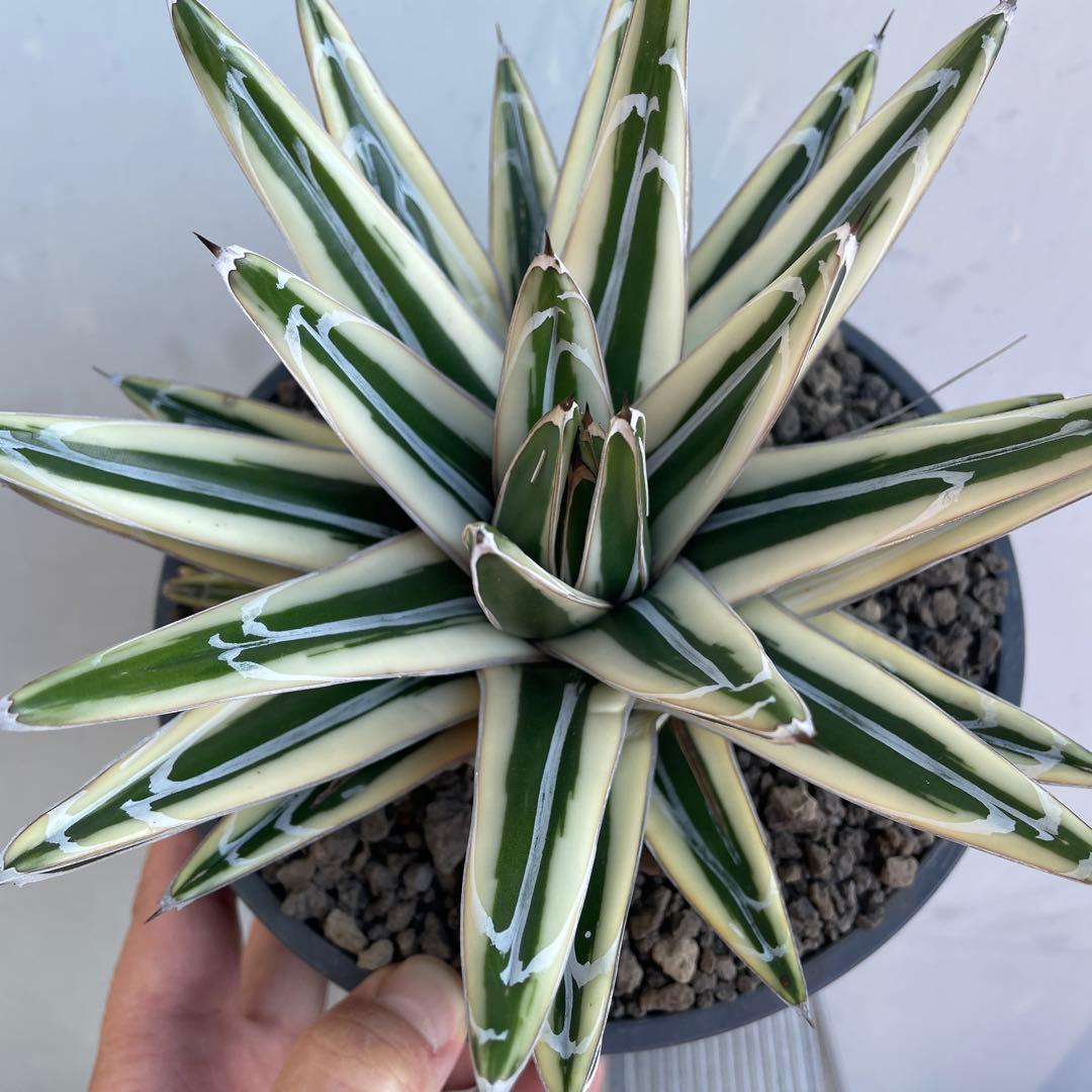 アガベ　氷山　大株
