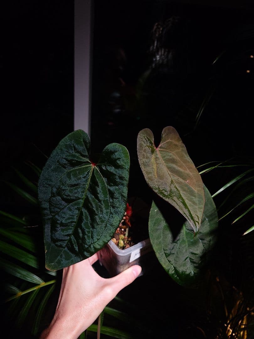 Anthurium AOS x RVDP 斑入り