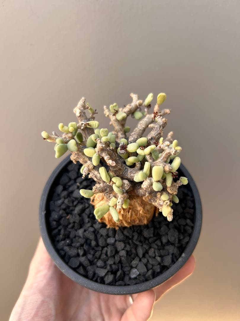 【良型】ケラリア・ピグマエア（現地株、発根済み、雄株）