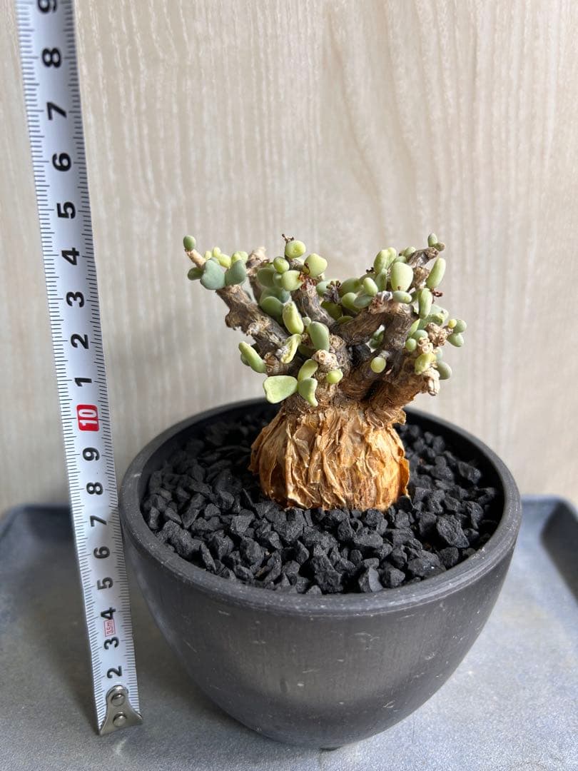 【良型】ケラリア・ピグマエア（現地株、発根済み、雄株）