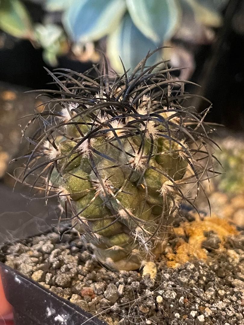 コピアポア グリセオビオラセア 栗星玉 実生 サボテン